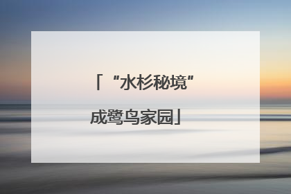 “水杉秘境”成鹭鸟家园