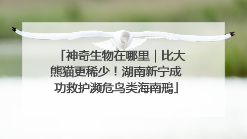 神奇生物在哪里｜比大熊猫更稀少！湖南新宁成功救护濒危鸟类海南鳽
