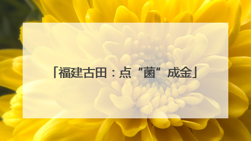 福建古田：点“菌”成金