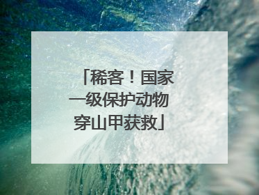 稀客！国家一级保护动物穿山甲获救