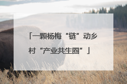 一颗杨梅“链”动乡村“产业共生圈”