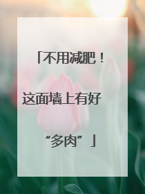 不用减肥！这面墙上有好“多肉”