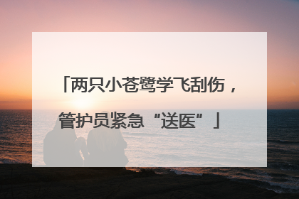 两只小苍鹭学飞刮伤，管护员紧急“送医”