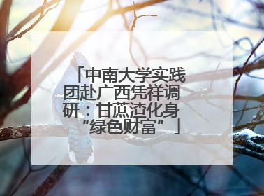 中南大学实践团赴广西凭祥调研：甘蔗渣化身“绿色财富”