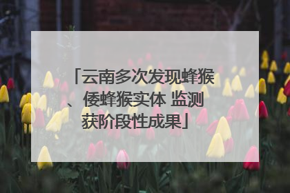 云南多次发现蜂猴、倭蜂猴实体 监测获阶段性成果