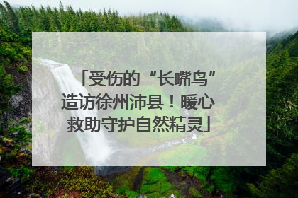 受伤的“长嘴鸟”造访徐州沛县！暖心救助守护自然精灵