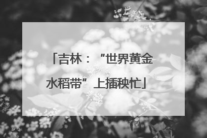 吉林：“世界黄金水稻带”上插秧忙