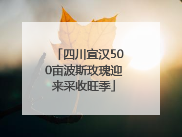 四川宣汉500亩波斯玫瑰迎来采收旺季