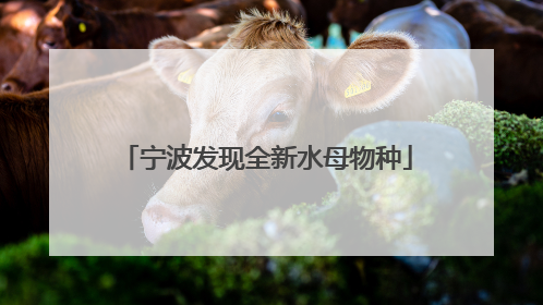 宁波发现全新水母物种