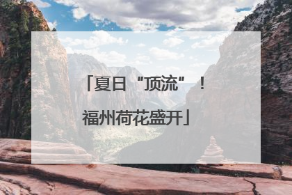 夏日“顶流”！福州荷花盛开