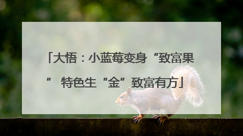 大悟：小蓝莓变身“致富果” 特色生“金”致富有方