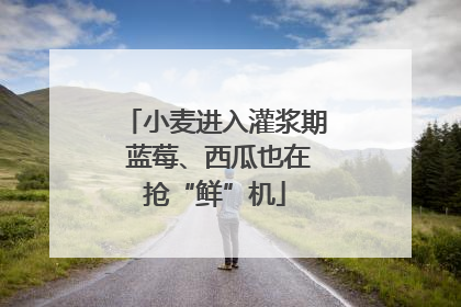 小麦进入灌浆期 蓝莓、西瓜也在抢“鲜”机