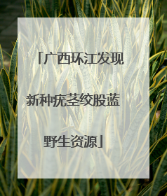 广西环江发现新种疣茎绞股蓝野生资源