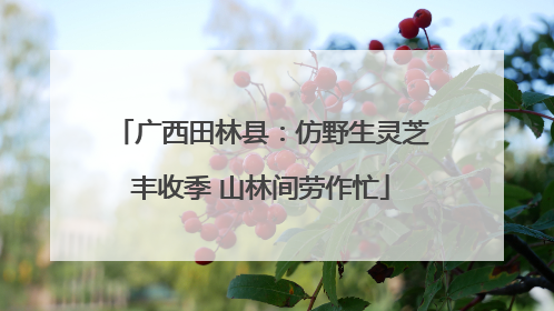 广西田林县：仿野生灵芝丰收季 山林间劳作忙