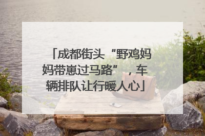 成都街头“野鸡妈妈带崽过马路”，车辆排队让行暖人心