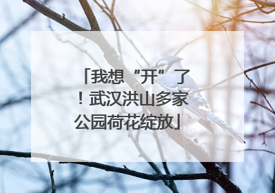 我想“开”了！武汉洪山多家公园荷花绽放