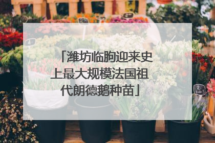 潍坊临朐迎来史上最大规模法国祖代朗德鹅种苗