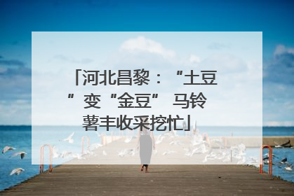 河北昌黎：“土豆”变“金豆” 马铃薯丰收采挖忙