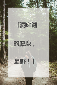洞庭湖的麋鹿，最野！