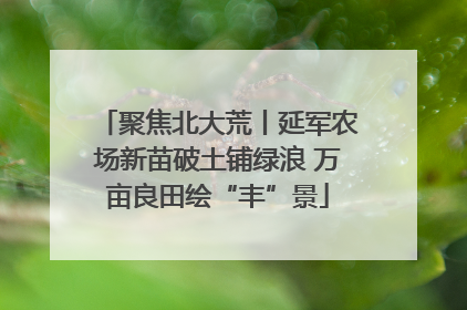 聚焦北大荒丨延军农场新苗破土铺绿浪 万亩良田绘“丰”景