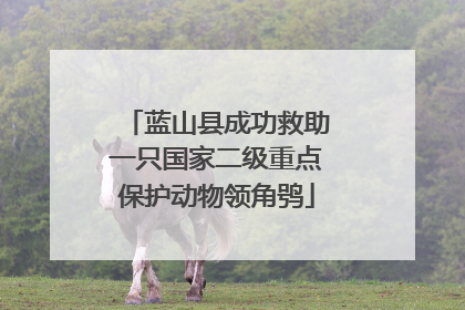 蓝山县成功救助一只国家二级重点保护动物领角鸮