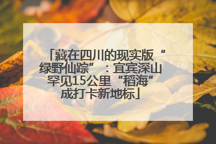 藏在四川的现实版“绿野仙踪”：宜宾深山罕见15公里“稻海”成打卡新地标