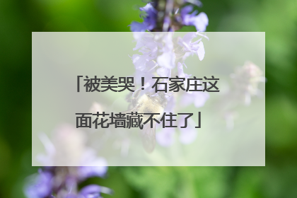 被美哭！石家庄这面花墙藏不住了