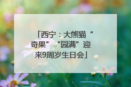 西宁：大熊猫“奇果”“园满”迎来9周岁生日会