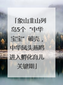 象山韭山列岛5个“中华宝宝”破壳，中华凤头燕鸥进入孵化育儿关键期
