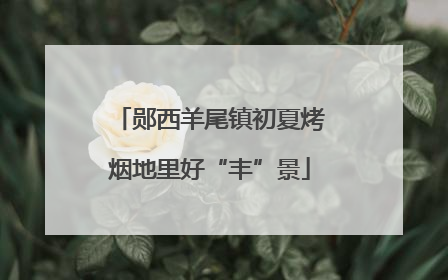 郧西羊尾镇初夏烤烟地里好“丰”景