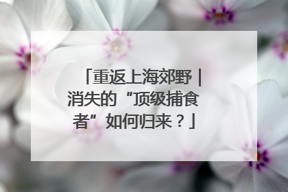重返上海郊野｜消失的“顶级捕食者”如何归来？