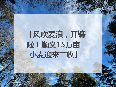 风吹麦浪，开镰啦！顺义15万亩小麦迎来丰收